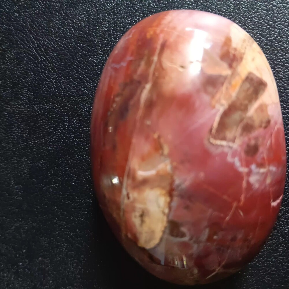 X-Large Petrified Wood Palm Stone